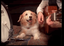 Dog Playing Drums Dog Tricks GIF