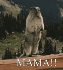 a ground squirrel standing on its hind legs with the words mama written on the bottom