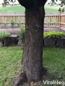 Chasing Tree GIF - Chasing Tree Dog GIFs