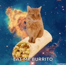 Mexican Food Burrito GIF