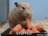 Hamster Hungry GIF - Hamster Hungry Stuffing GIFs