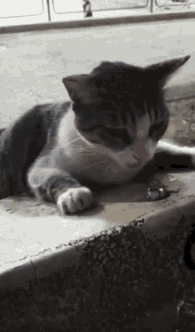 Water Cat GIF - Water Cat Drinking GIFs