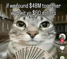 a cat holding a fan of money with the caption if we found 48m together wyd wit yo $ 60 dollars