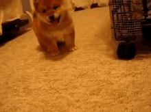 a shiba inu puppy is walking on a carpet next to a shopping cart .