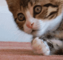 Oops Kitten GIF - Oops Kitten Animals GIFs