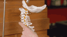 Backbone Spinal Column GIF - Backbone Spinal Column Vertebrae GIFs