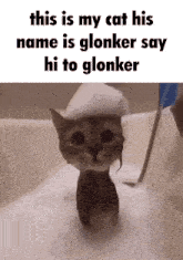 Hi Glonker Cat GIF - Hi Glonker Glonker Cat GIFs
