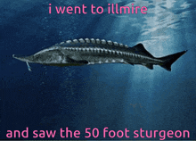 a picture of a sturgeon with the words i went to illmire and saw the 50 foot sturgeon