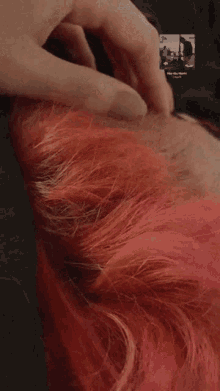 a close up of a person 's pink hair with a picture of a person 's face on it