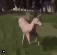 Deer Dancing GIF