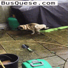 Dogs That Are Acrobats Boxer Trick GIF - Dogs That Are Acrobats Boxer Trick Pug GIFs