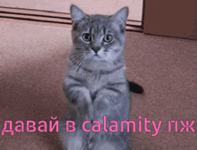 Cat Please GIF - Cat Please Calamity GIFs