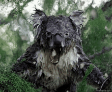 Koalosaurus Koala GIF - Koalosaurus Koala Savage GIFs