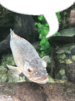 Fishbubble Sticker