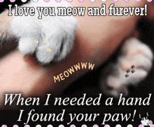 I Love You Cat Cat Lovers GIF - I Love You Cat Cat Lovers GIFs