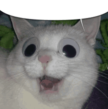 Cat Surprised GIF - Cat Surprised Googly Eyes GIFs