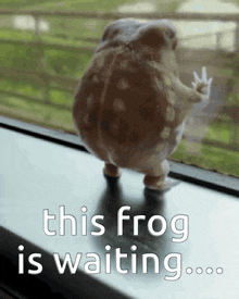 a stuffed frog standing on a window sill with the words this frog is waiting