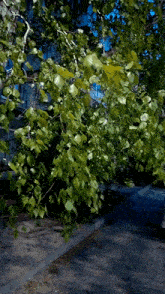 a tree with lots of green leaves is standing in front of a building