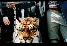 Shiva Tiger GIF - Shiva Tiger GIFs