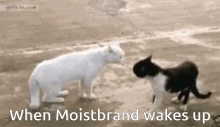 Funny Animals Cat Fight GIF - Funny Animals Cat Fight Fighting Pose -  Discover & Share GIFs