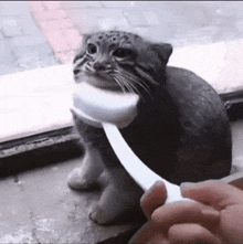 Cat Brush GIF - Cat Brush Cute Cat GIFs