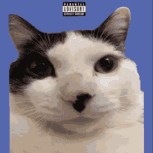 cat Memes & GIFs - Imgflip