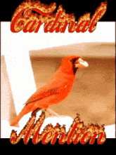 a picture of a red bird with the word cardinal written in flames