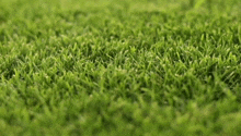 газон Lawn GIF - газон Lawn GIFs