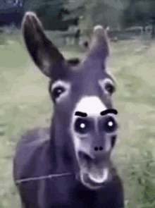 Creepy Face In Donkey GIF - Donkey Nose Creepy GIFs