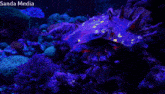 a sanda media image of a coral reef with glowing corals
