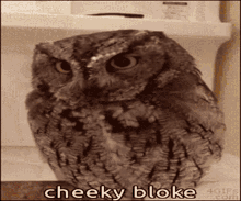 animals with captions cheeky bloke owl funny owl cute animal