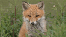 a baby fox is sitting in the grass looking at the camera .