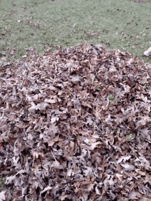 Surprise Leaves GIF - Surprise Leaves Lilly GIFs