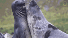 fighting seals short film showcase world penguin day elephant seal battle of giants