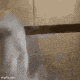 a white dog is standing next to a dresser and looking out of it .