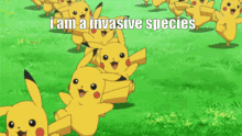 I Am A Invasive Species Pikachu GIF - I Am A Invasive Species Pikachu Pokemon GIFs