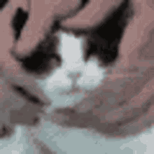 Cat Squish GIF - Cat Squish Pet GIFs