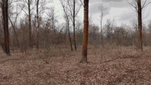 there are trees in the background and a lot of leaves on the ground in the foreground .