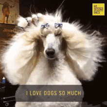 I Love Dogs So Much Air Blowing GIF - I Love Dogs So Much Air Blowing Grooming GIFs