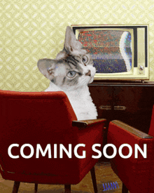 a cat is sitting in a red chair looking at a tv screen that says coming soon on it