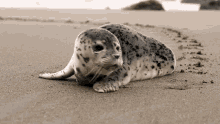 Seal Cute GIF
