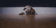 Dog Sad GIF - Dog Sad Bulldog GIFs