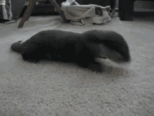 Feisty Playing With Stuff Toy GIF - Feisty Playing With Stuff Toy GIFs