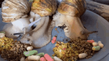 Snail Eating Hungry Snail GIF - Snail Eating Hungry Snail GIFs