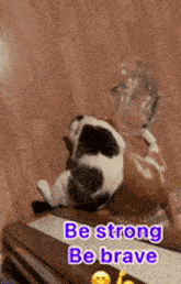 Be Strong Be Brave Oreocustard GIF - Be Strong Be Brave Oreocustard Two Cats Fight GIFs