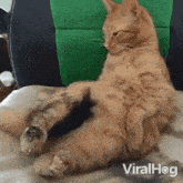 Looking At You Cat GIF - Looking At You Cat Viralhog GIFs