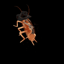 Cucaracha Con Pistola GIF - Cucaracha Con Pistola GIFs