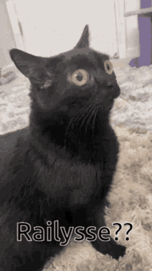 Railysse Cat GIF - Railysse Cat GIFs