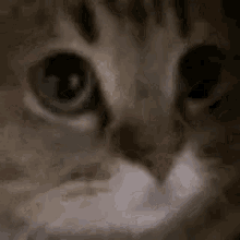 Cat Raticationatito GIF - Cat Raticationatito GIFs