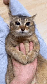 Cute Cat GIF - Cute Cat Hug GIFs